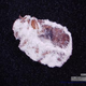 Image for article titled How fungus could help us win the war on bed bugs